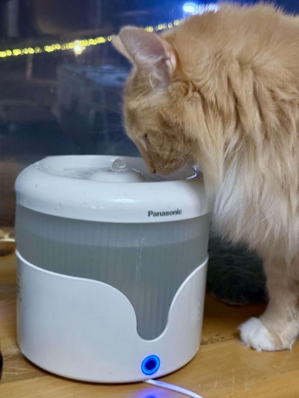 pansonic fountain cat web